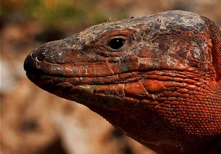 El lagarto gigante de Gran Canaria está al borde de la extinción y la culpa es de una culebra de California>