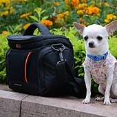 Más de veinte consejos para preparar la maleta de tu perro para las vacaciones