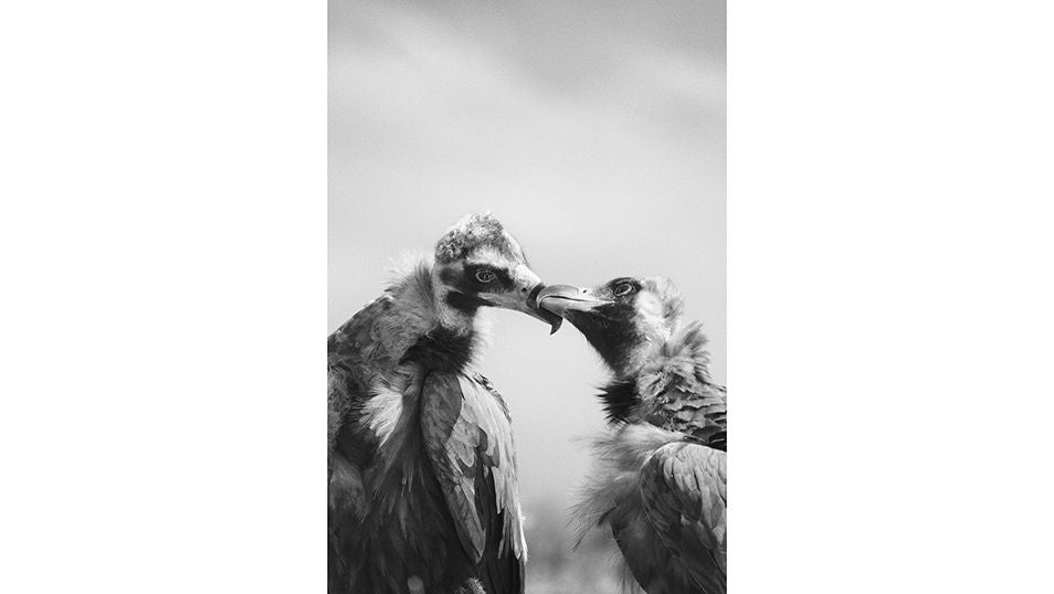 Buitres negros se dan un beso