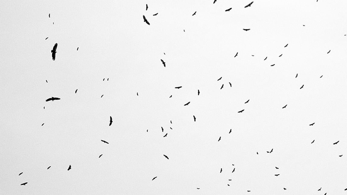 PIRINEO DE LÉRIDA, ESPAÑA - JUNIO 2024: Buitres Negros, Leonados, Alimoches y Quebrantahuesos sobrevuelan un muladar. En el año 2000 las normativas que se impusieron a raíz de la alarma sanitaria por la «crisis de las vacas locas» obligaron a retirar los cadáveres de los animales de todas las explotaciones ganaderas. Esto derivó en una fuerte crisis alimentaria para las diferentes especies de buitres, que produjo una merma de sus poblaciones. Sin embargo, tras casi medio siglo desaparecido y 20 años después de esta gran crisis, el buitre vuelve a sobrevolar las montañas del Pirineo de Lleida.