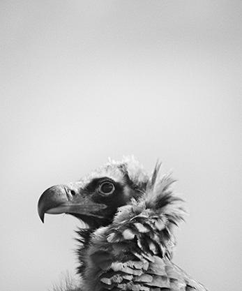 Imagen secundaria 2 - Resurgir en libertad