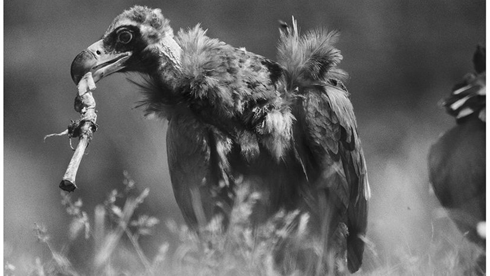 Un ave necrófaga se alimenta en el muladar