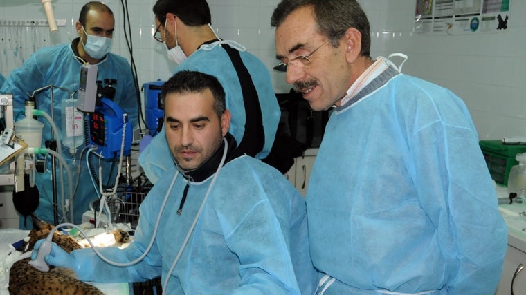 Centro de cría 'La Olivilla', Santa Elena. Chequeo, en 2010, de un lince ibérico previo a su liberación. En la foto, el veterinario Luis Muñoz y Simón