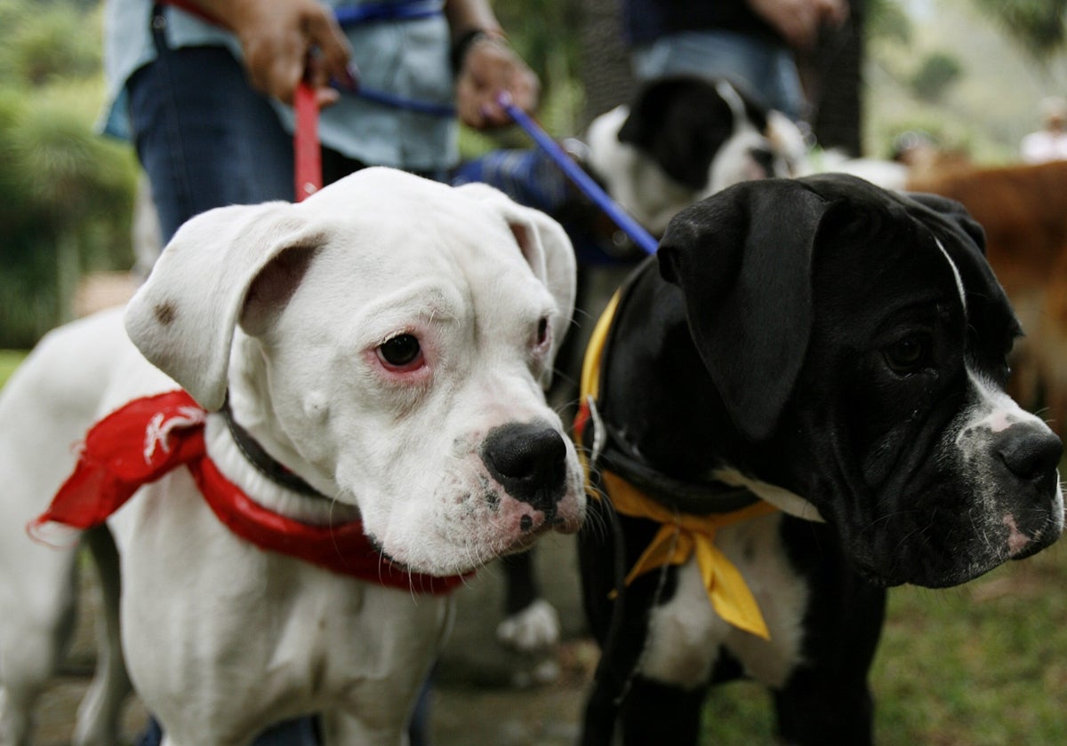 Ansiedad en perros y gatos: cuáles son los síntomas y el tratamiento