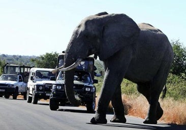 Muere aplastado por un elefante un turista español que estaba de safari