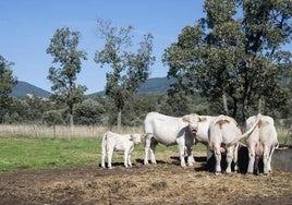 Dinamarca será el primer país que tasará los eructos y flatulencias del ganado en una medida contra el efecto invernadero