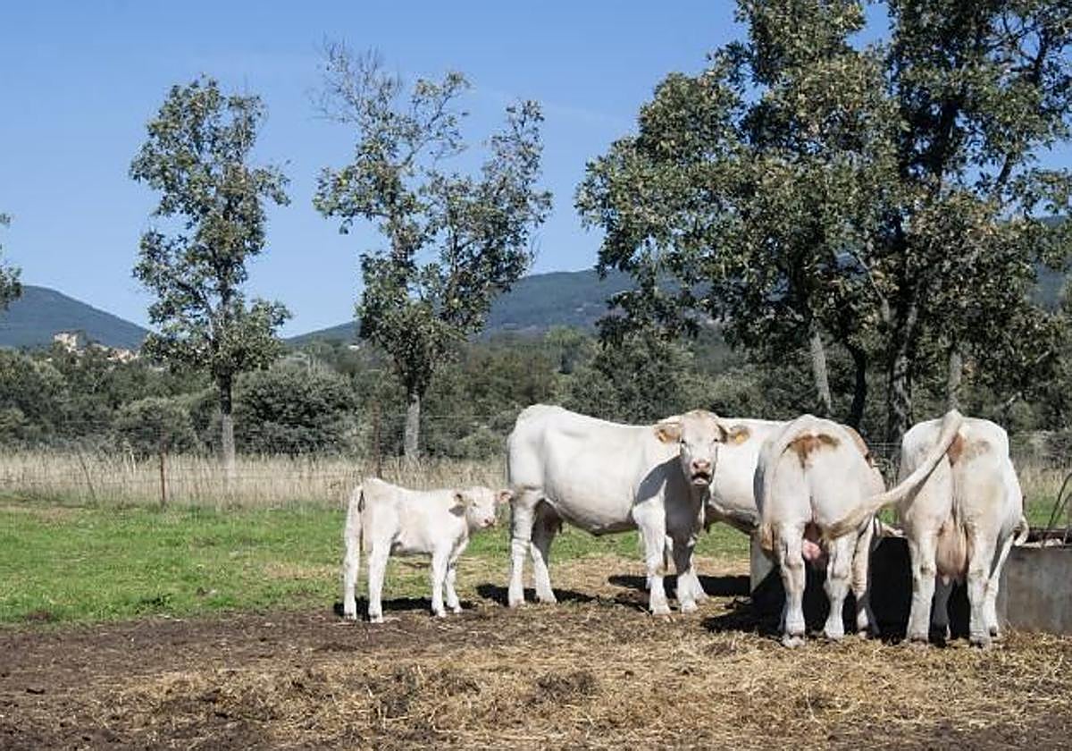 Vacas, en una imagen de archivo