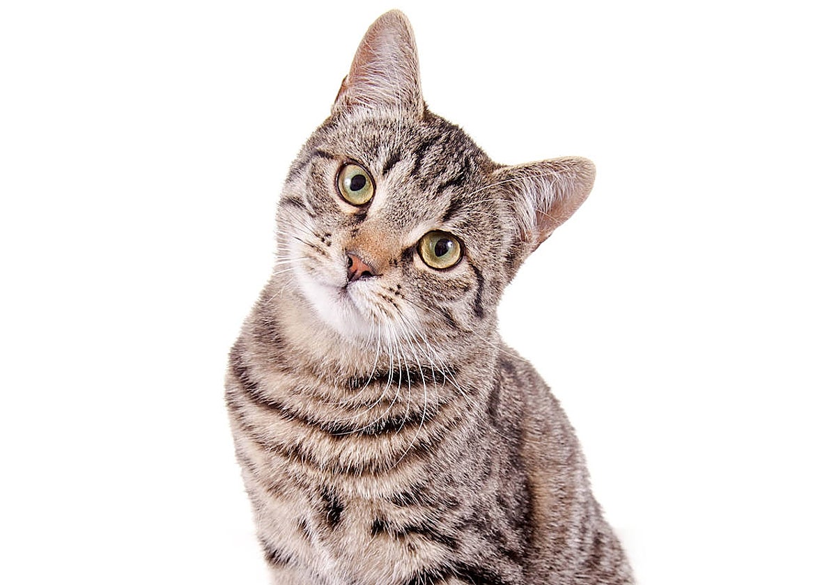 Los maullidos de tu felino pueden significar más de lo que imaginas