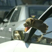 Viajar con tu perro en coche: todo lo que debes saber