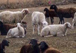 Un brote de peste de pequeños rumiantes azota la región griega de Tesalia