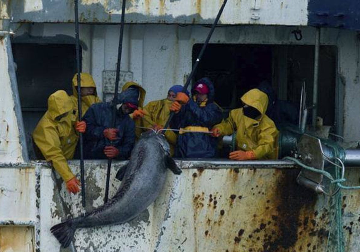 Pescadores con un róbalo de profundidad