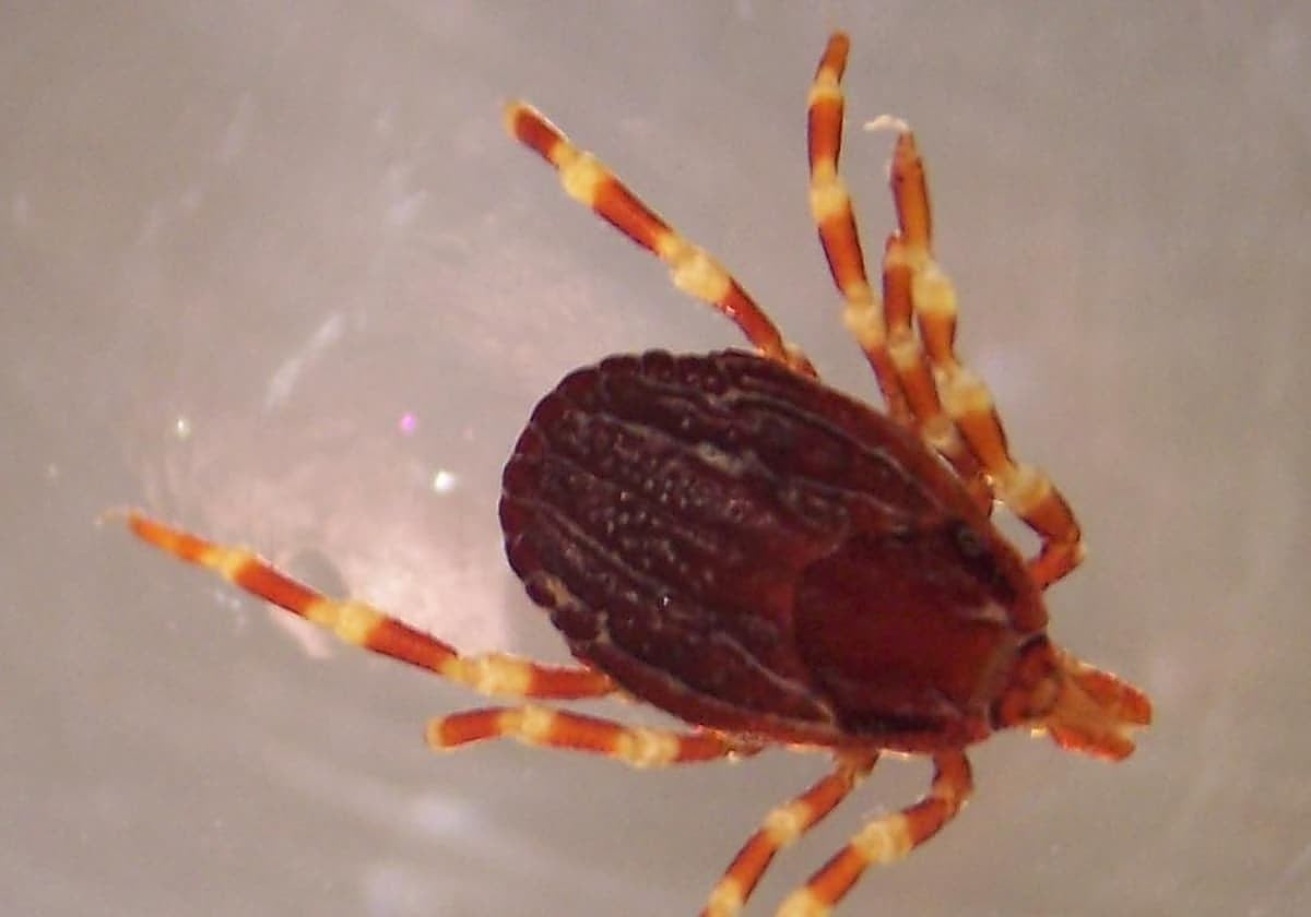 Una garrapata 'Hyalomma'