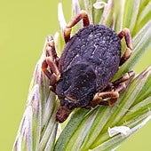 Esto es lo que hay que hacer si te pica una garrapata