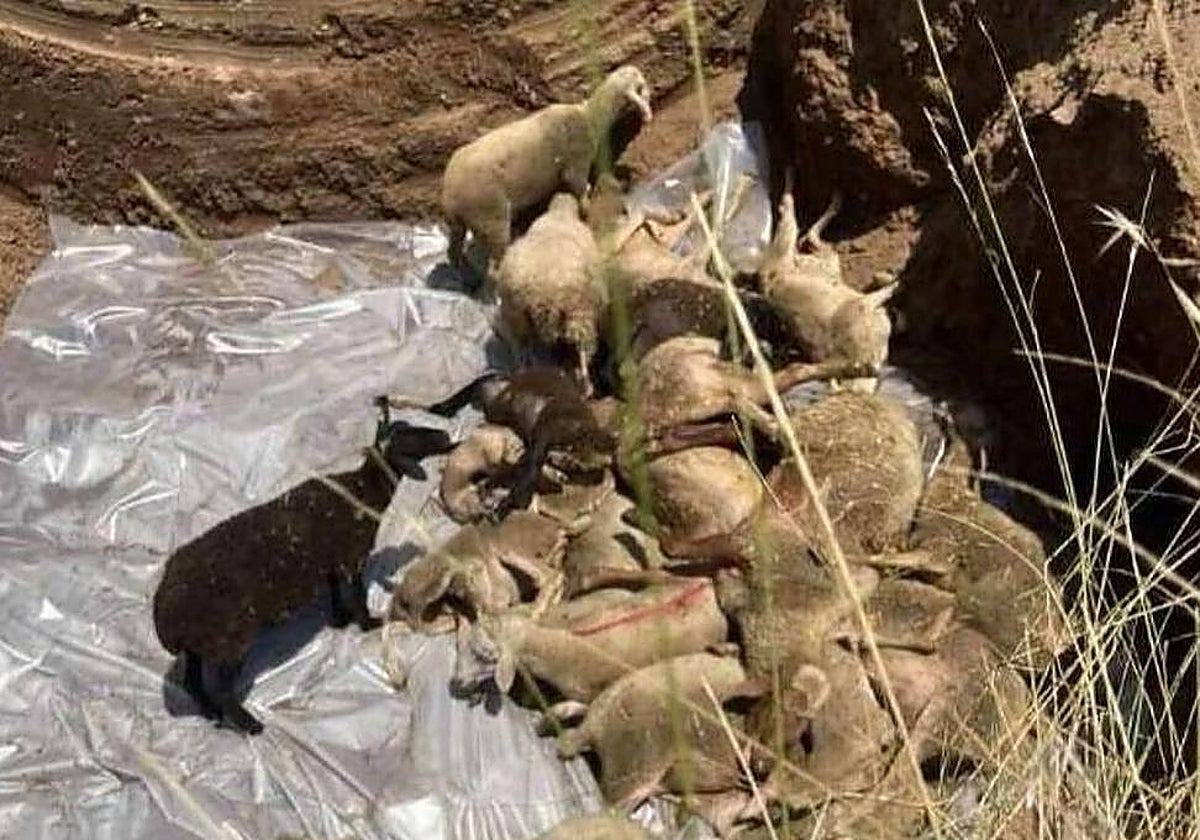 Una imagen de las ovejas sepultadas