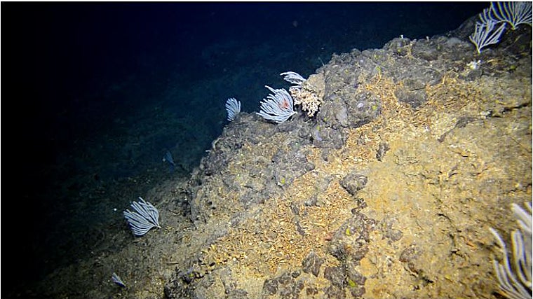 Comunidad profunda de Desmophyllum pertusum y Narella sp en el Mar de Las Calmas