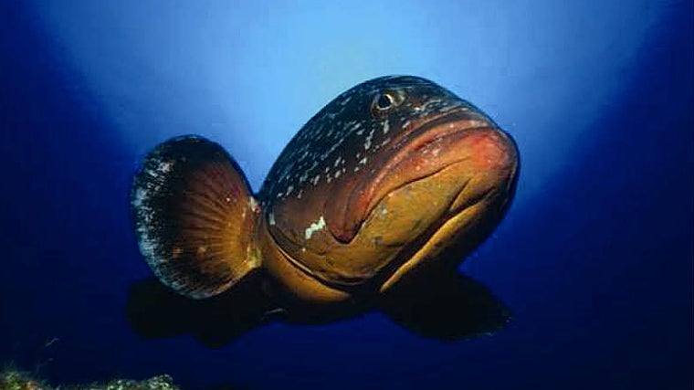 Pancho, el mero gigante del Mar de las Calmas que pesaba 90 kilos. Murió en 2011