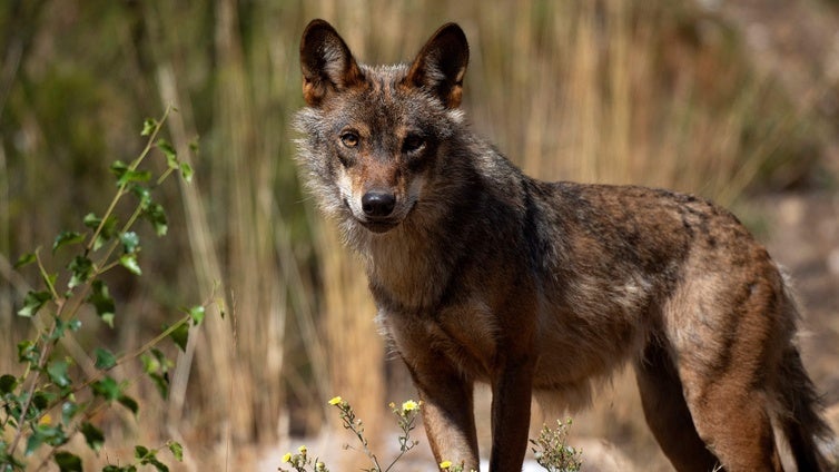 «Que viene el lobo...»: Países Bajos pide no entrar en un bosque en Utrecht tras los ataques a varios niños