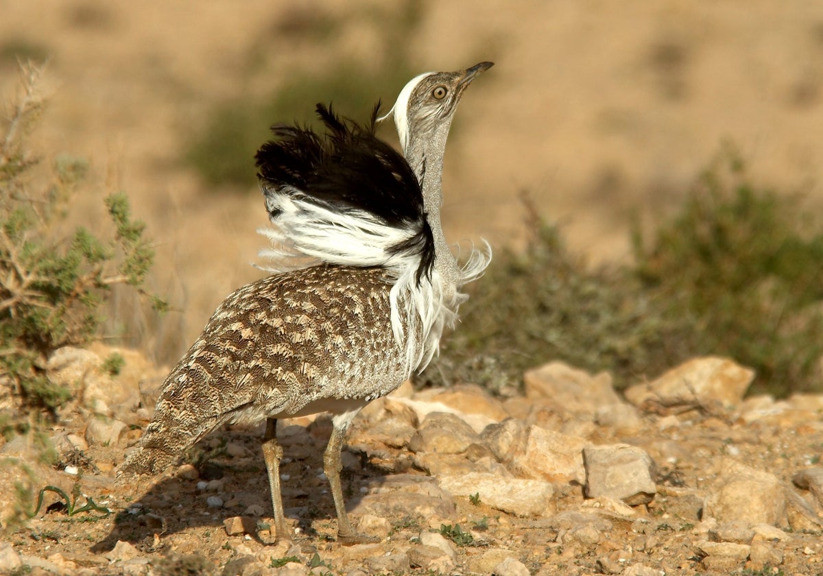 Imagen de archivo de la hubara canaria, ave endémica en peligro de extinción