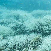 La Gran Barrera de Coral australiana se enfrenta a «daños catastróficos» por un calentamiento sin parangón en cuatro siglos