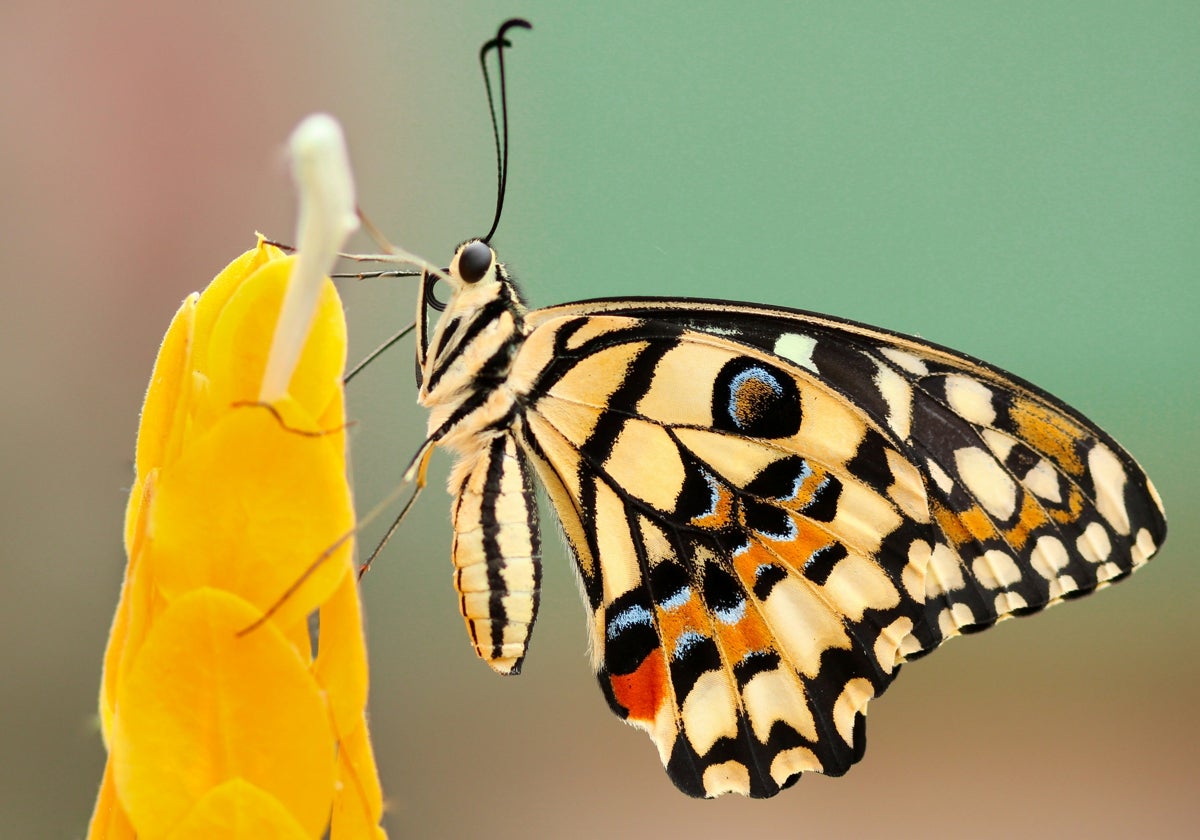 Butterfly numbers in the UK have fallen to historic lows.