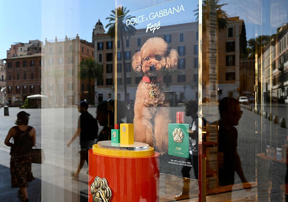 El nuevo perfume para perros «Fefé» de Dolce&Gabanna en una vitrina en Roma