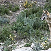 Casi un cuarto del paisaje europeo podría renaturalizarse y España sería clave en el proceso