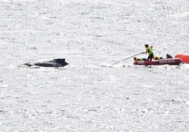 Liberan una ballena en la bahía de Sídney, atrapada durante 22 horas entre cuerdas y boyas