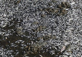 Más de dos millones de peces muertos cubren las aguas de un puerto turístico en Grecia