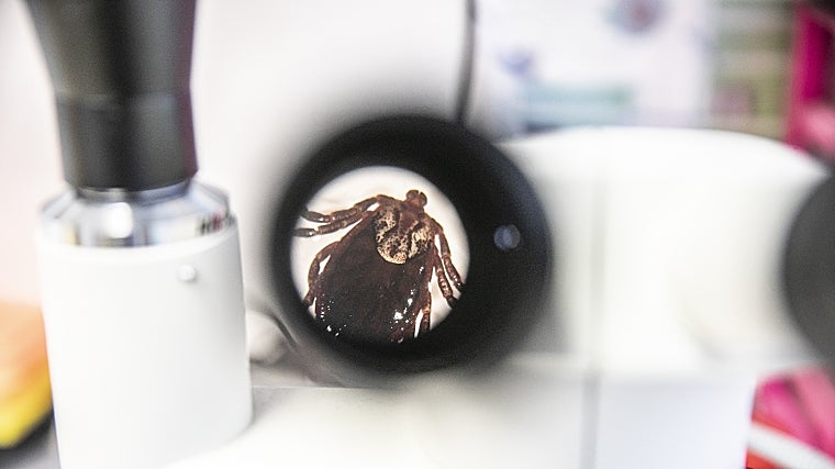 Un ejemplar de 'Hyalomma', la garrapata que transmite la fiebre de Crimea-Congo