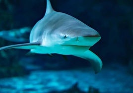 Los tiburones se alejan de los arrecifes de coral a medida que los océanos suben de temperatura