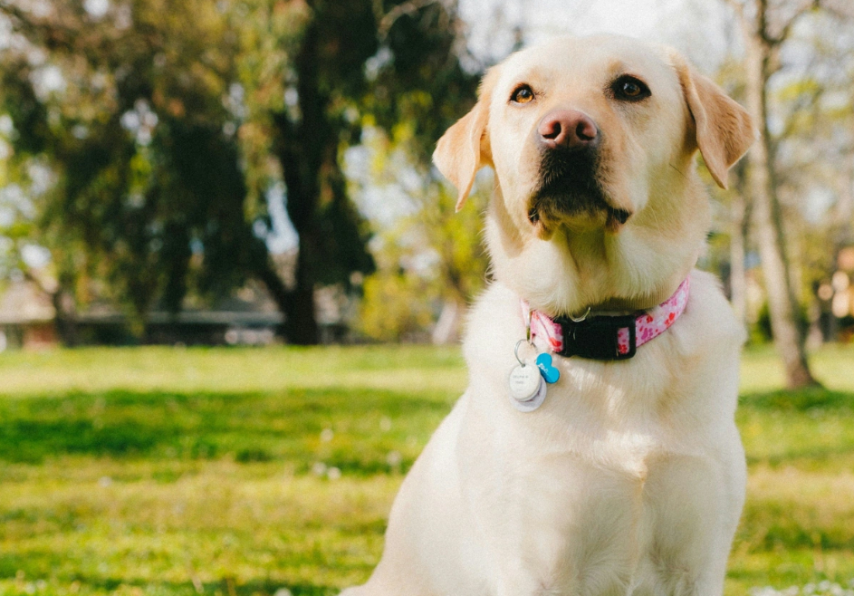 Estas son las razas de perro que los expertos recomiendan si tienes niños en casa