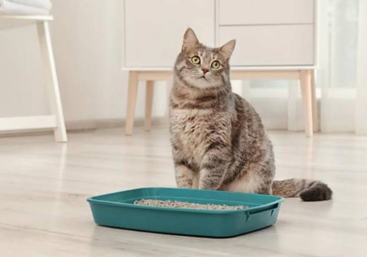 No solo sirve como WC para los gatos, también se puede utilizar para evitar malos olores tanto en la basura como en la nevera