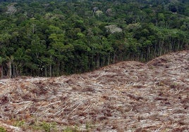 Brasil solicita a la UE frenar la normativa que pretende evitar la deforestación importada