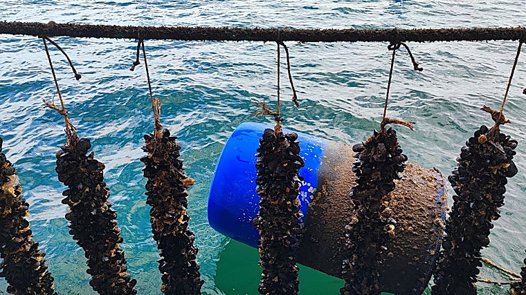 Mejillones en una batea