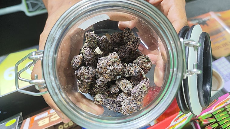 Varios cogollos secos de la planta