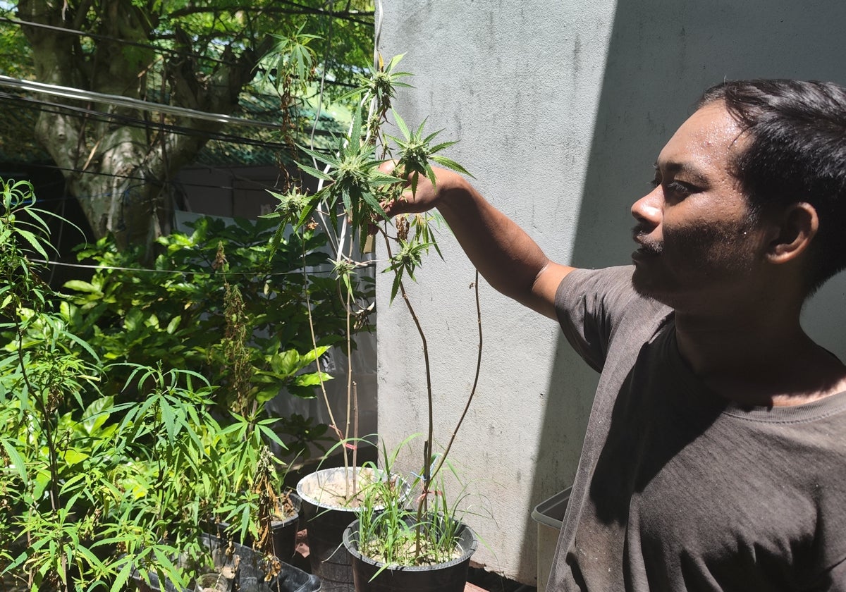 Un hombre muestra su plantación doméstica de marihuana