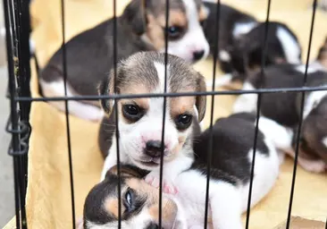 Comprar un perro, gato o hurón en una tienda puede suponer desde este domingo una multa de 50.001 a 200.000 euros