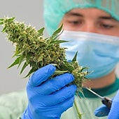 Cannabis para enfermedades muy concretas en Reino Unido o en cualquier farmacia en Grecia