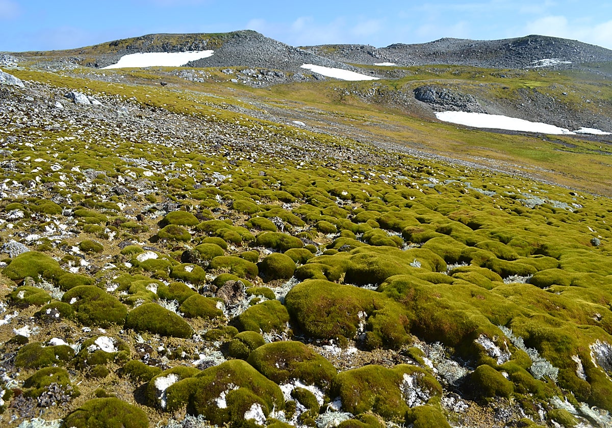 La superficie de la isla Ardley, en la Antártida, con musgo