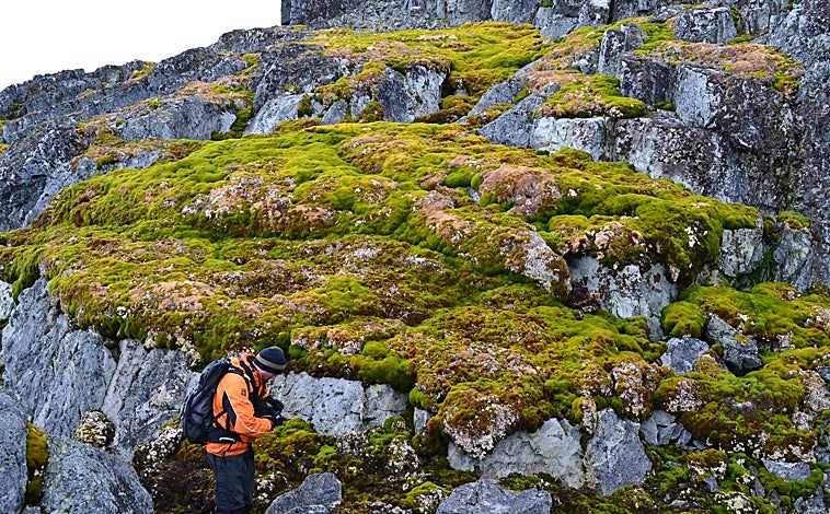Imagen principal - Los ejemplos reflejan un banco de musgo sobre roca desnuda en Punta Norsel; la vegetación en isla Verde y una alfombra de musgo en Isla Barrientos