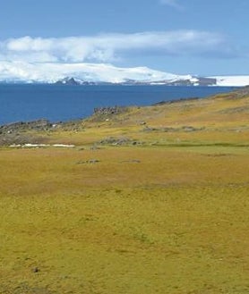 Imagen secundaria 2 - Los ejemplos reflejan un banco de musgo sobre roca desnuda en Punta Norsel; la vegetación en isla Verde y una alfombra de musgo en Isla Barrientos