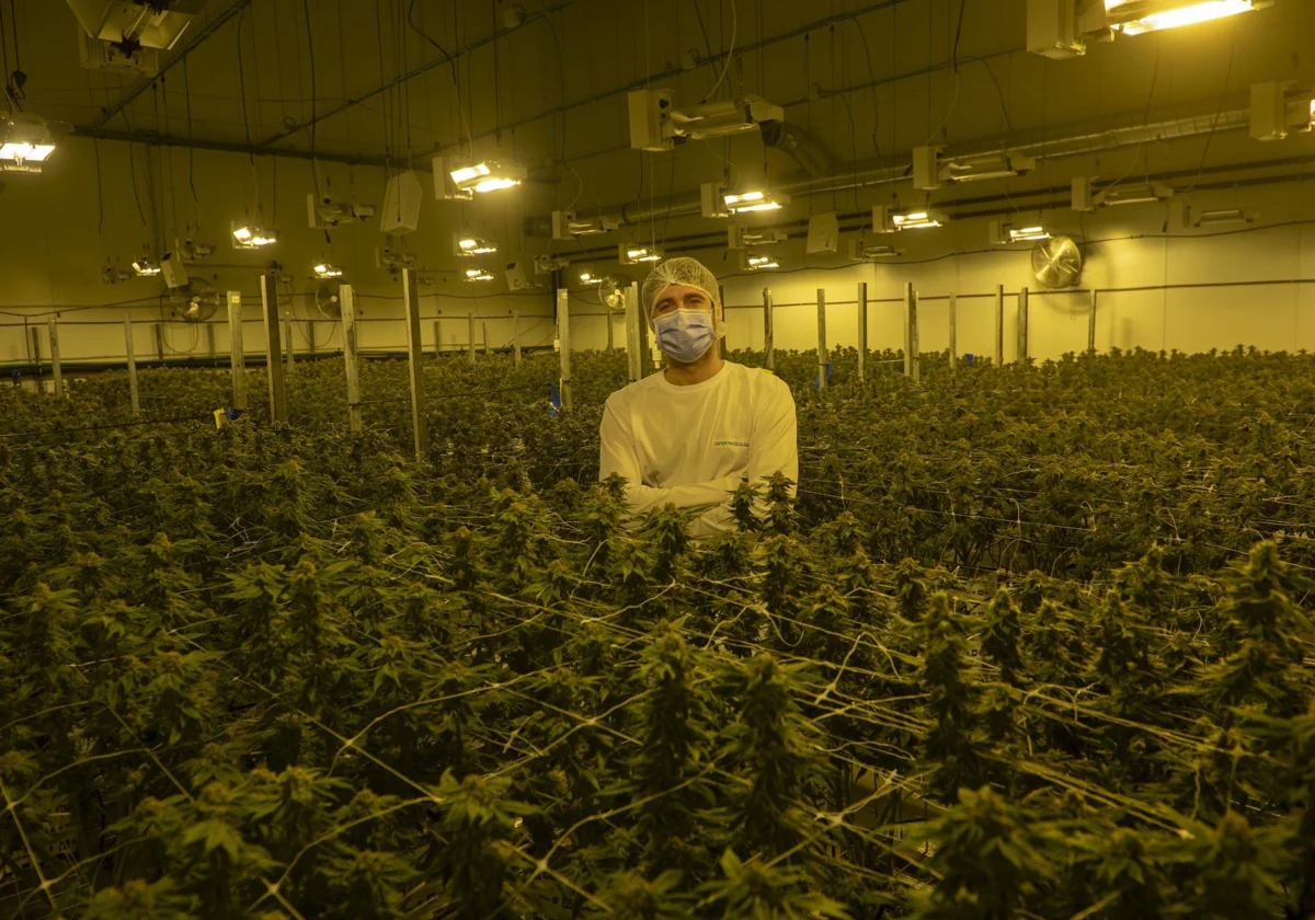 Luis Comas, en una de las salas de cultivo de la planta