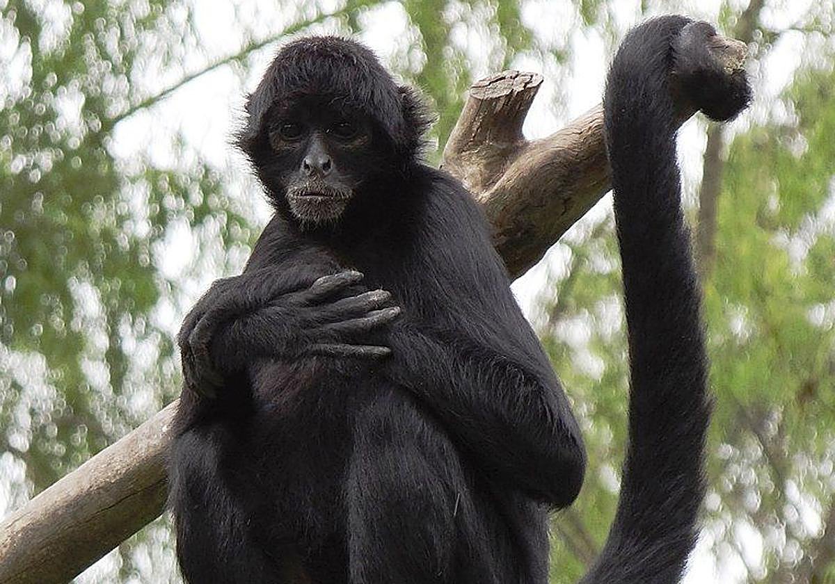 Un mono araña colgado en un árbol en una imagen de archivo