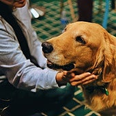 «¿Puedo tocar a tu perro?»: todo lo que hay que saber antes de acariciar a un animal