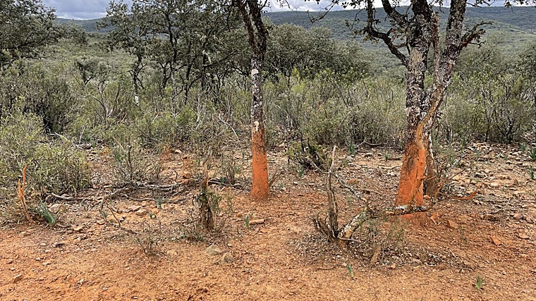 Daños en la vegetación en Cabañeros