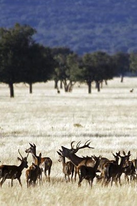 Ciervos en Cabañeros