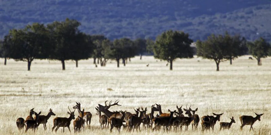 Los ciervos llevan al límite Cabañeros y Monfragüe tras el veto a la caza: «Es un caos medioambiental»