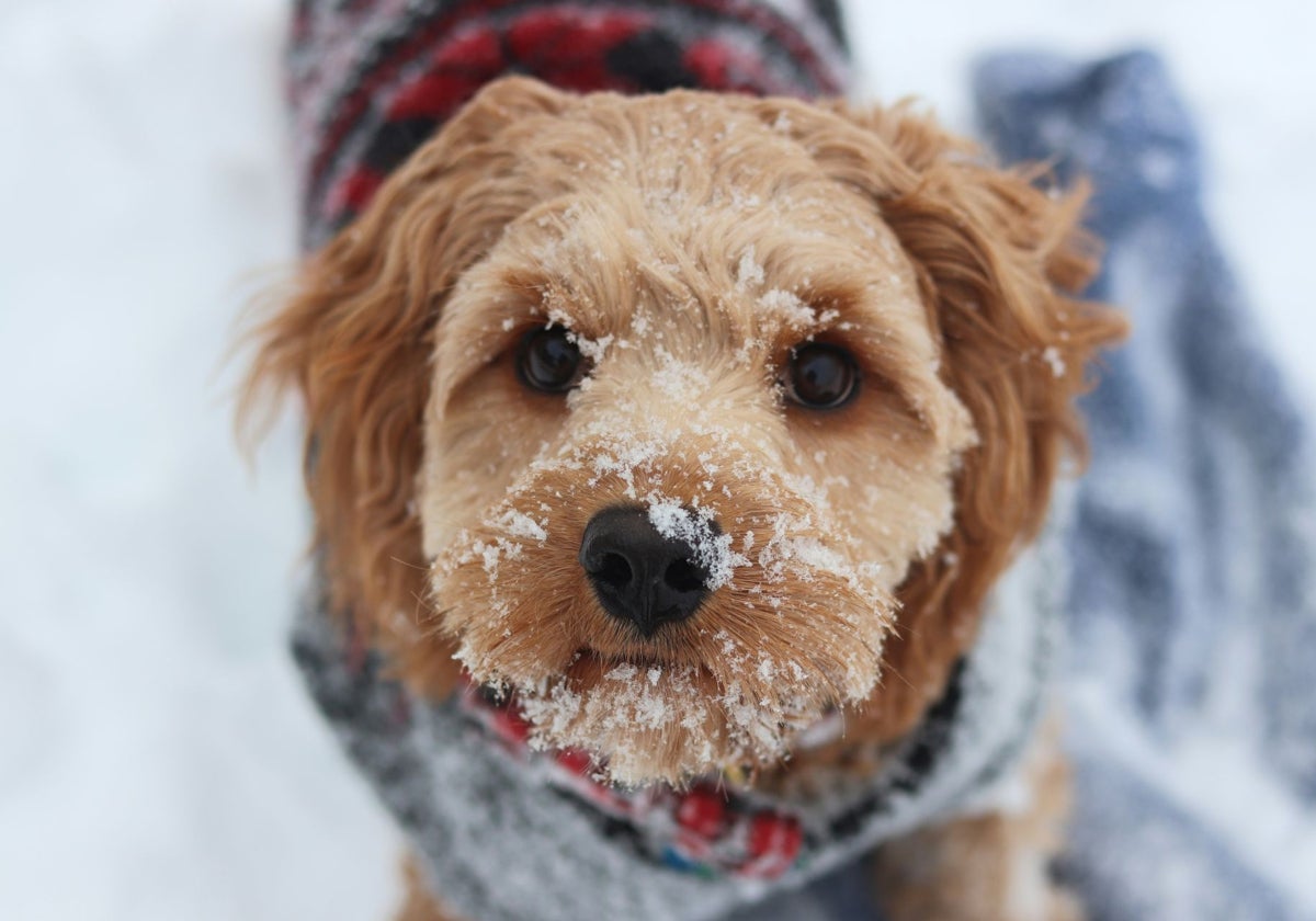 Que el frío y la lluvia no pille desprevenido a su perro: cómo hacer más llevadera la bajada de temperaturas