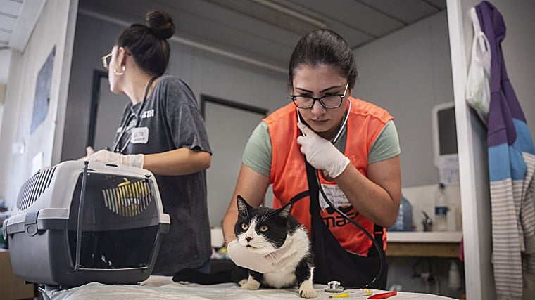 El equipo de fútbol de barrio que ha rescatado 500 animales del barro