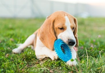 Expertos veterinarios señalan el tiempo mínimo diario de juego que necesitan los perros: es menos de lo que piensas